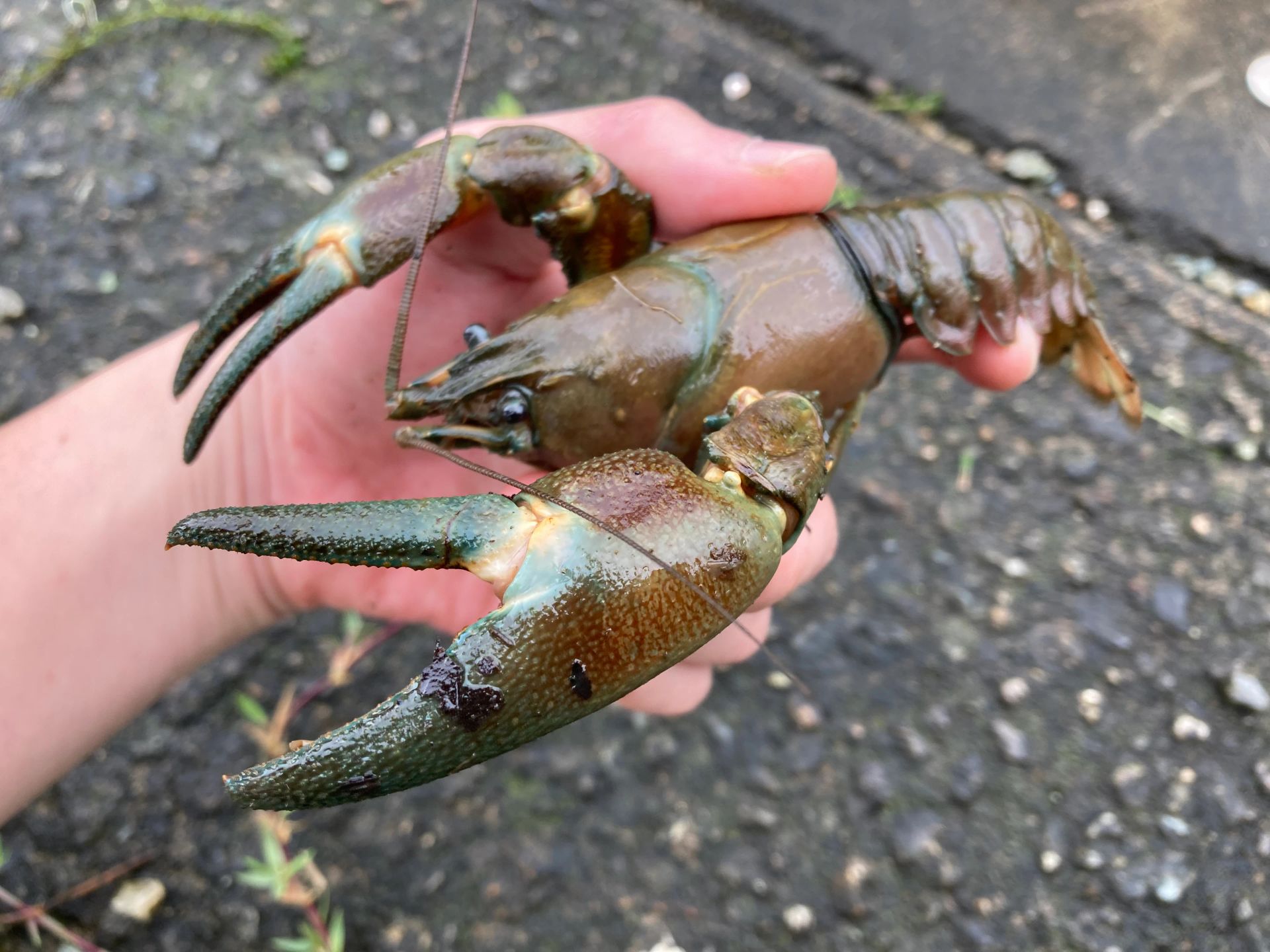 ホモサピと行く！ウチダザリガニ捕獲体験！