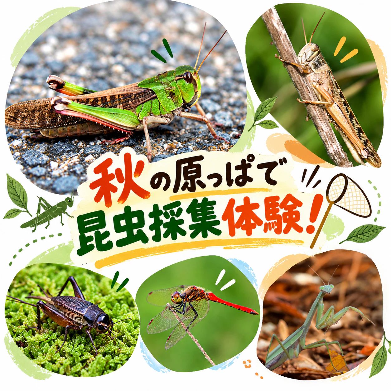 秋の原っぱで昆虫採集体験！ホモサピ×かっきー