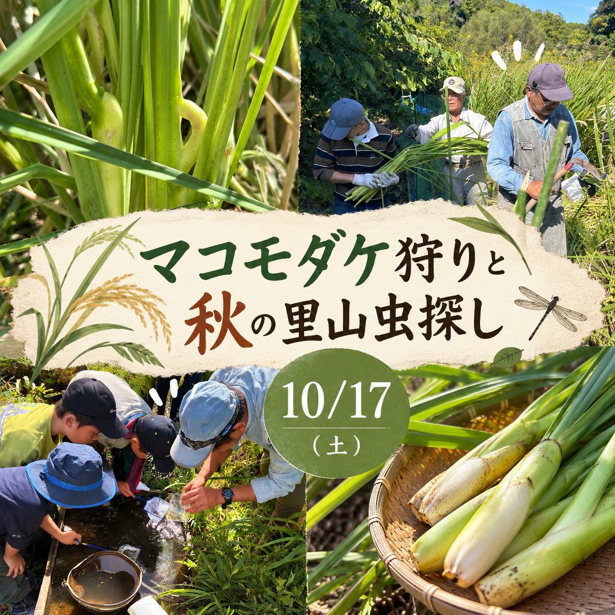マコモダケ狩りと秋の里山虫探し