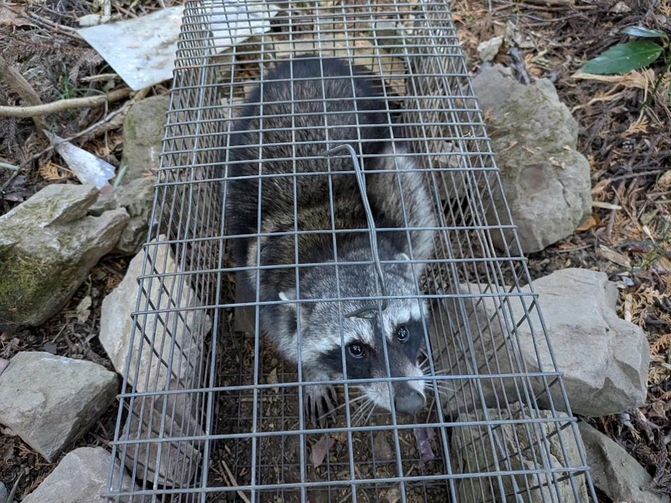 【東京・あきる野】　小動物を解体して食べるデイキャンプ