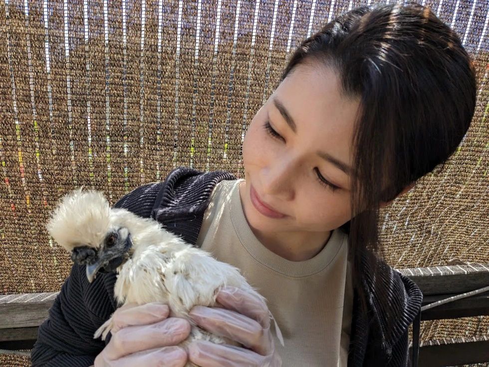 【出張開催可】　ニワトリを〆てお肉にする解体体験