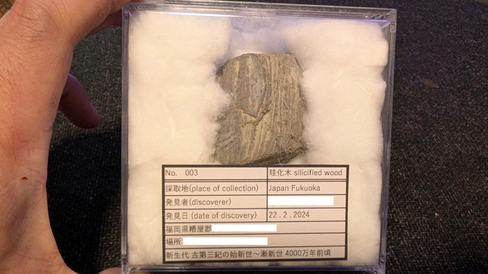 4000年前の木の化石を見つけよう！生き物もいるよ！